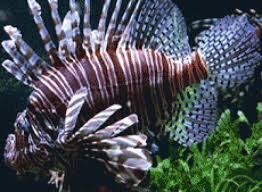 Palais de la Porte Doree